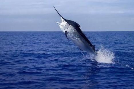 a whale jumping out of the water