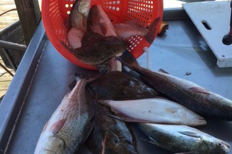 a group of fish in the water