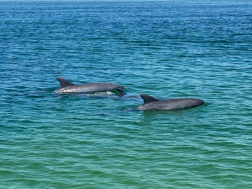 Dolphin Cruise Gulf Shores & Orange Beach | Zeke's Landing