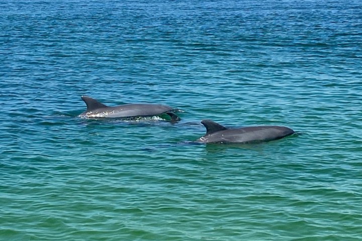 a whale swimming under water